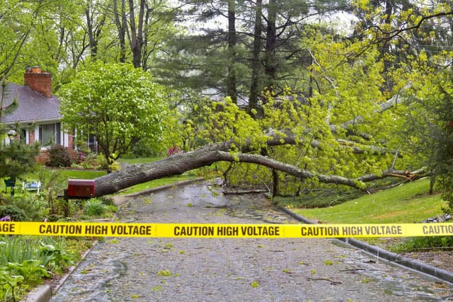 Downed tree and power lines