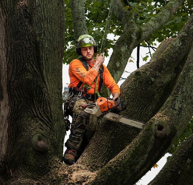 arborist